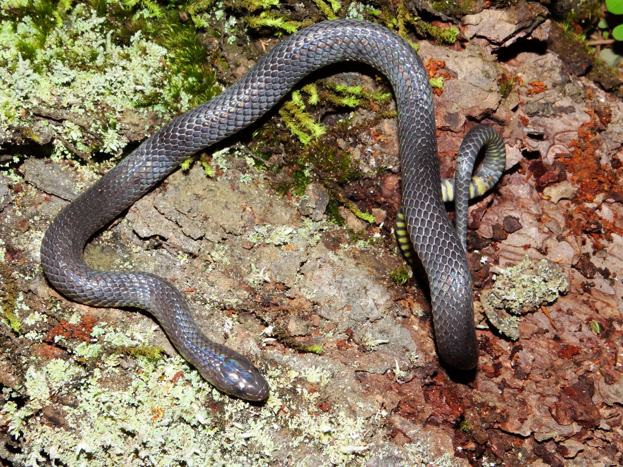 Image of Sierra Coalcoman Earth Snake