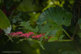 Image of Cissus biformifolia Standl.