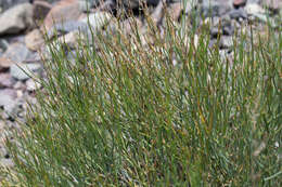 Imagem de Gymnophyton isatidicarpum (DC.) Mathias & Constance