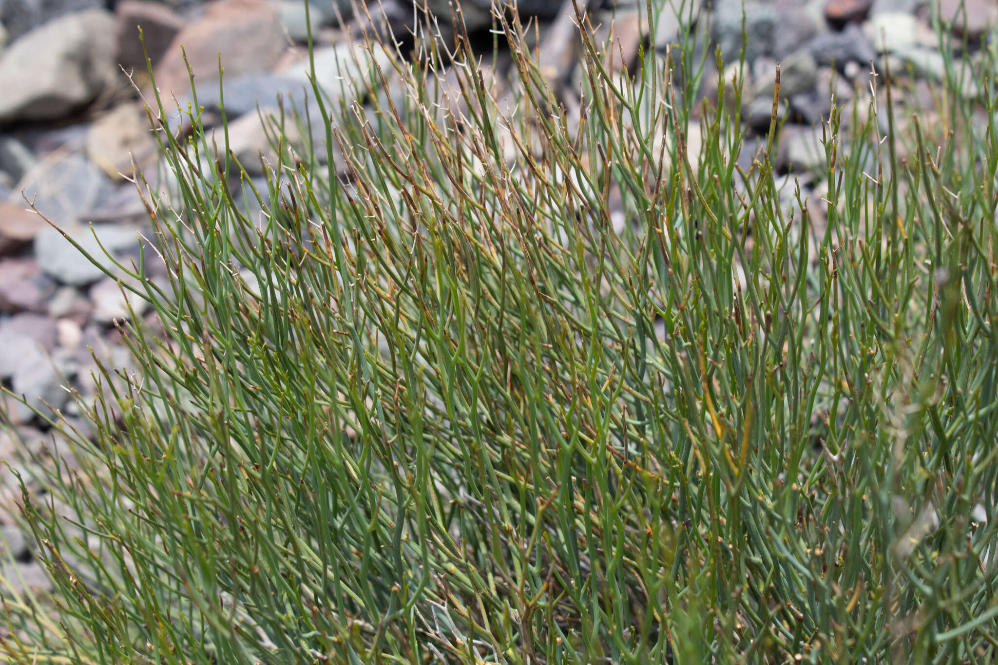 Image of Gymnophyton isatidicarpum (DC.) Mathias & Constance