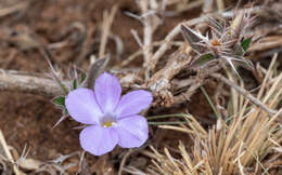 Imagem de Barleria delamerei S. Moore