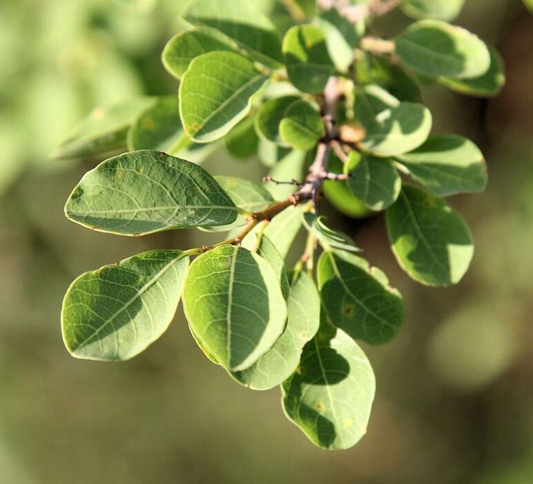 Imagem de Flueggea virosa subsp. virosa