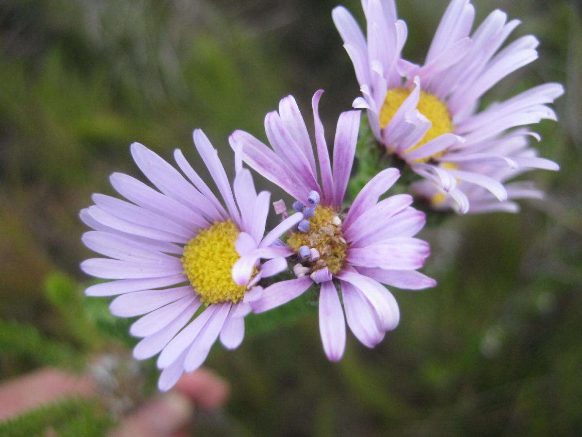 Image of Dune daisy