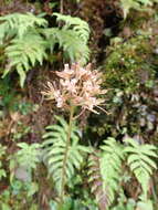 Image of Heloniopsis umbellata Baker