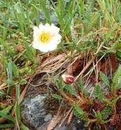 صورة Dryas octopetala subsp. alaskensis (A. Pors.) Hult.