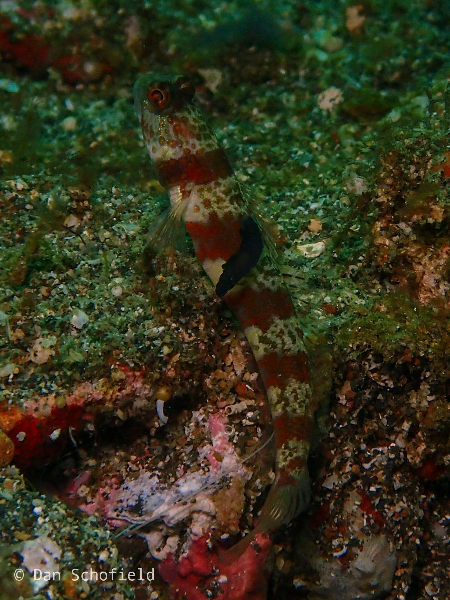 Imagem de Gymnodoris nigricolor Baba 1960