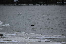 Image of Great Black-backed Gull