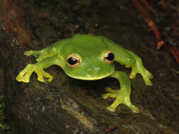 Image of Magdalena Giant Glass Frog