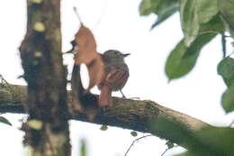 Image of Rufous-tailed Flatbill