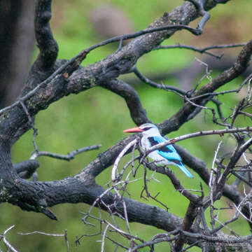 صورة Halcyon senegalensis cyanoleuca (Vieillot 1818)