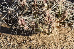 Image of Grusonia densispina (Ralston & Hilsenb.) Rebman