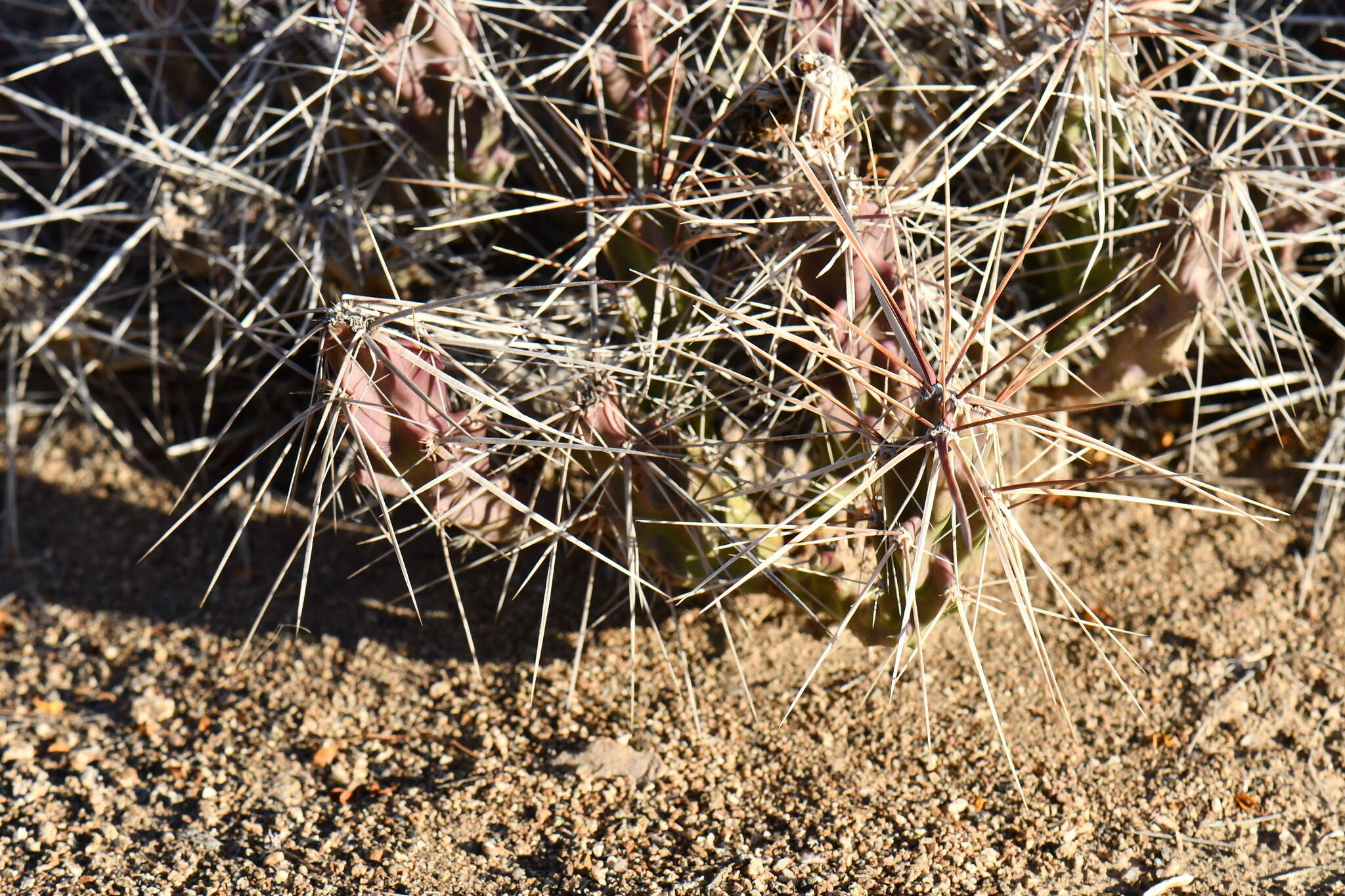 Image of Grusonia densispina (Ralston & Hilsenb.) Rebman