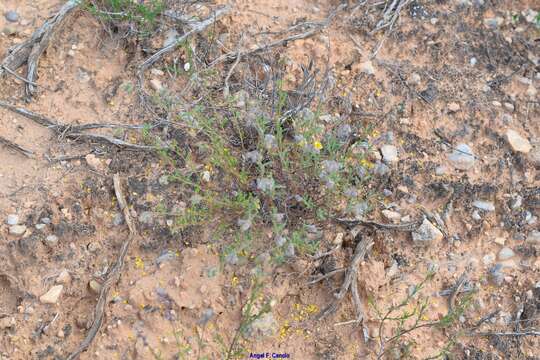 Plancia ëd Helianthemum hirtum (L.) Miller