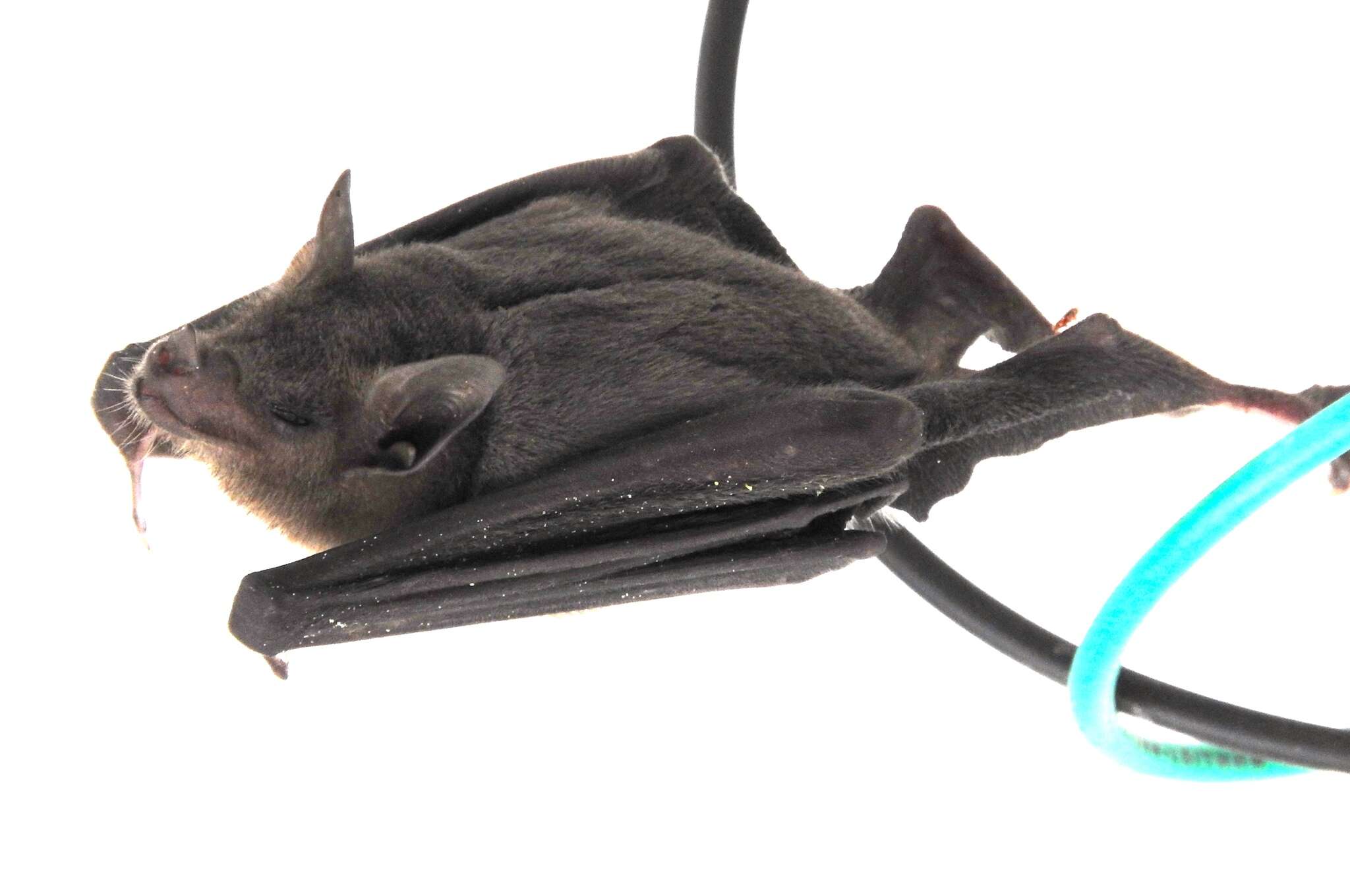 Image of Lesser Long-nosed Bat