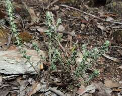 Image of Olearia minor (Benth.) N. S. Lander