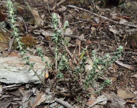 Image of Olearia minor (Benth.) N. S. Lander