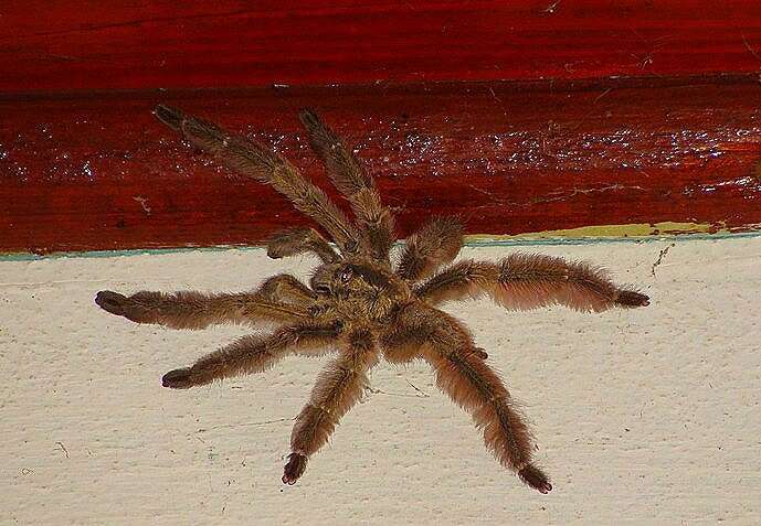 Image of Trinidad Chevron Tarantula