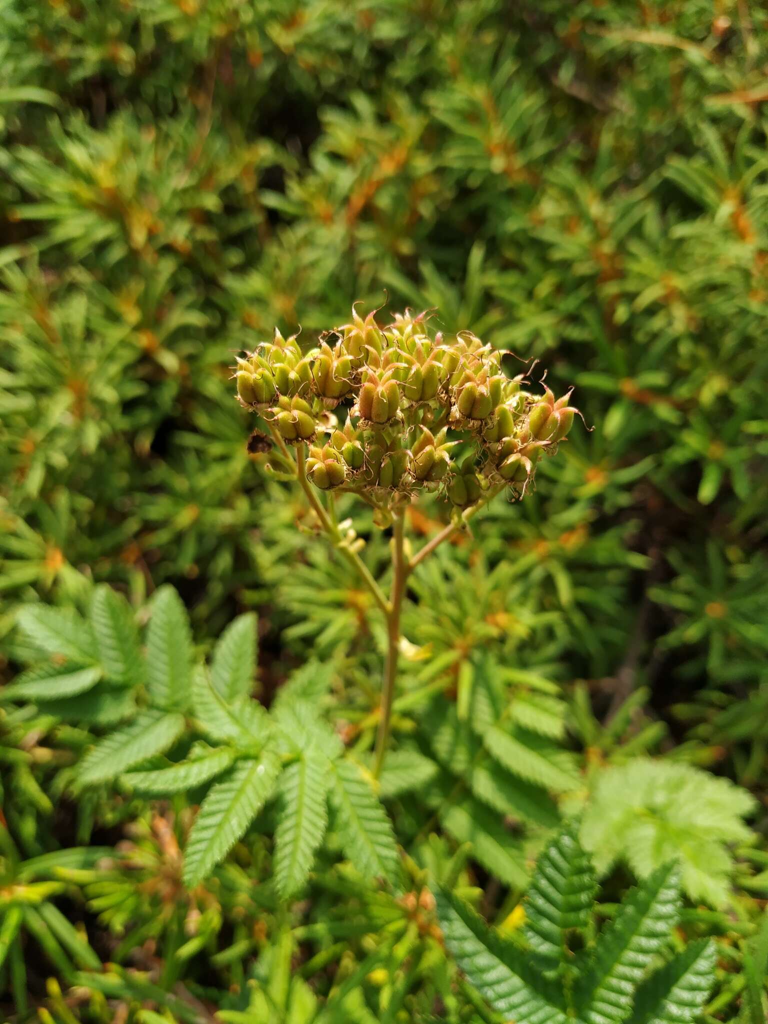 Sorbaria pallasii (G. Don) Pojark.的圖片