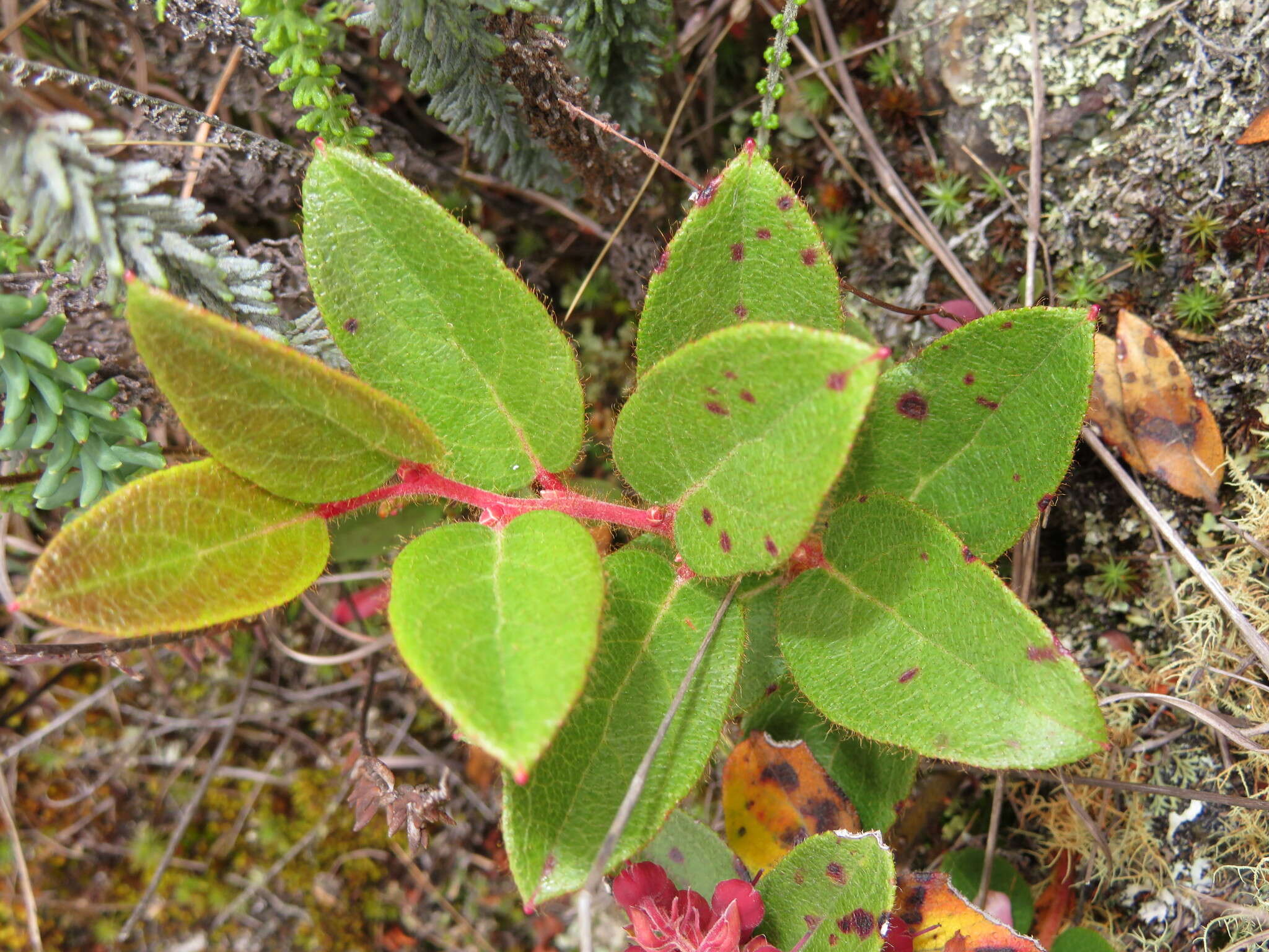 Image de Gaultheria glomerata (Cavanilles) Sleumer