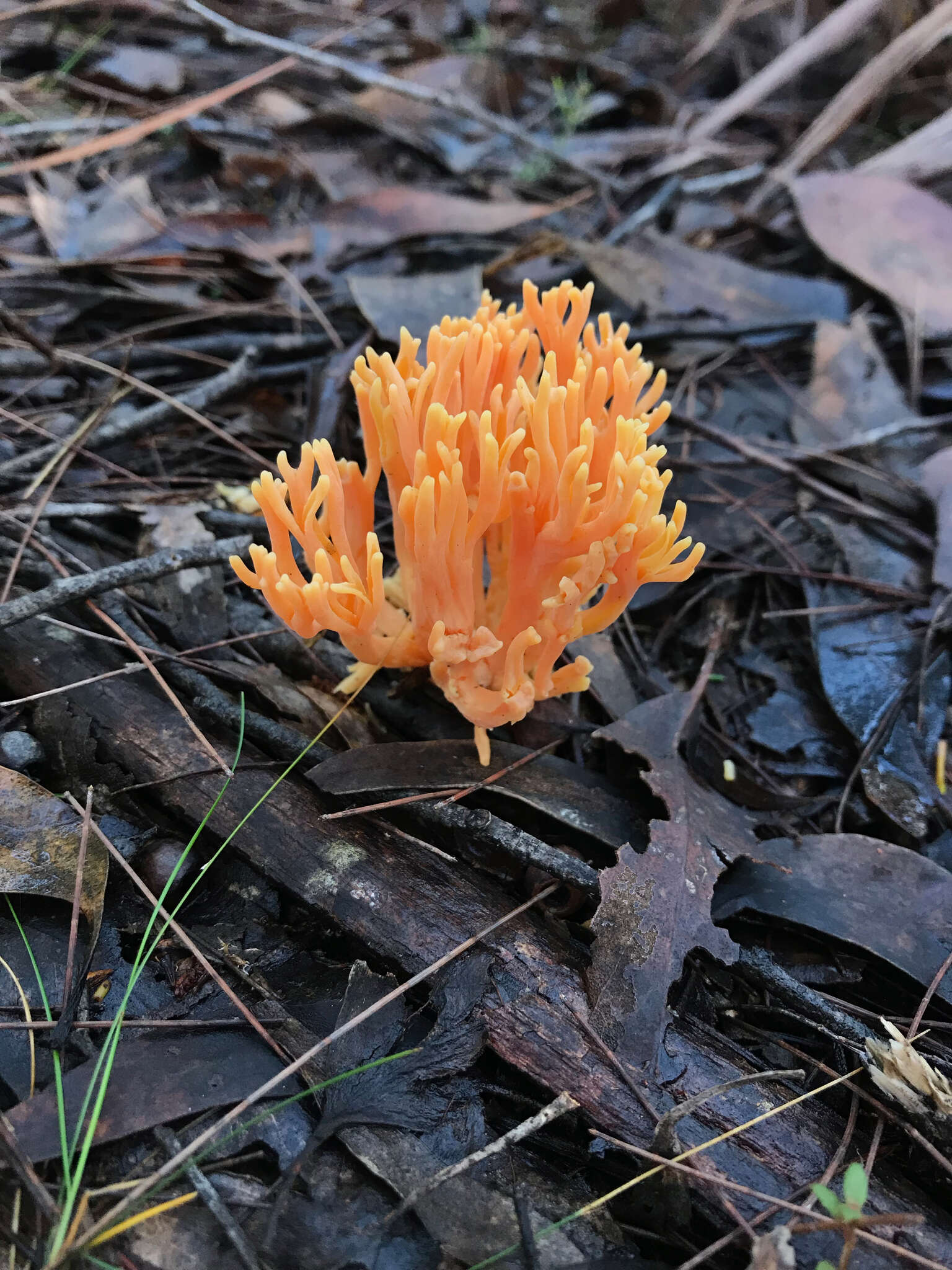 Ramaria anziana R. H. Petersen 1988的圖片