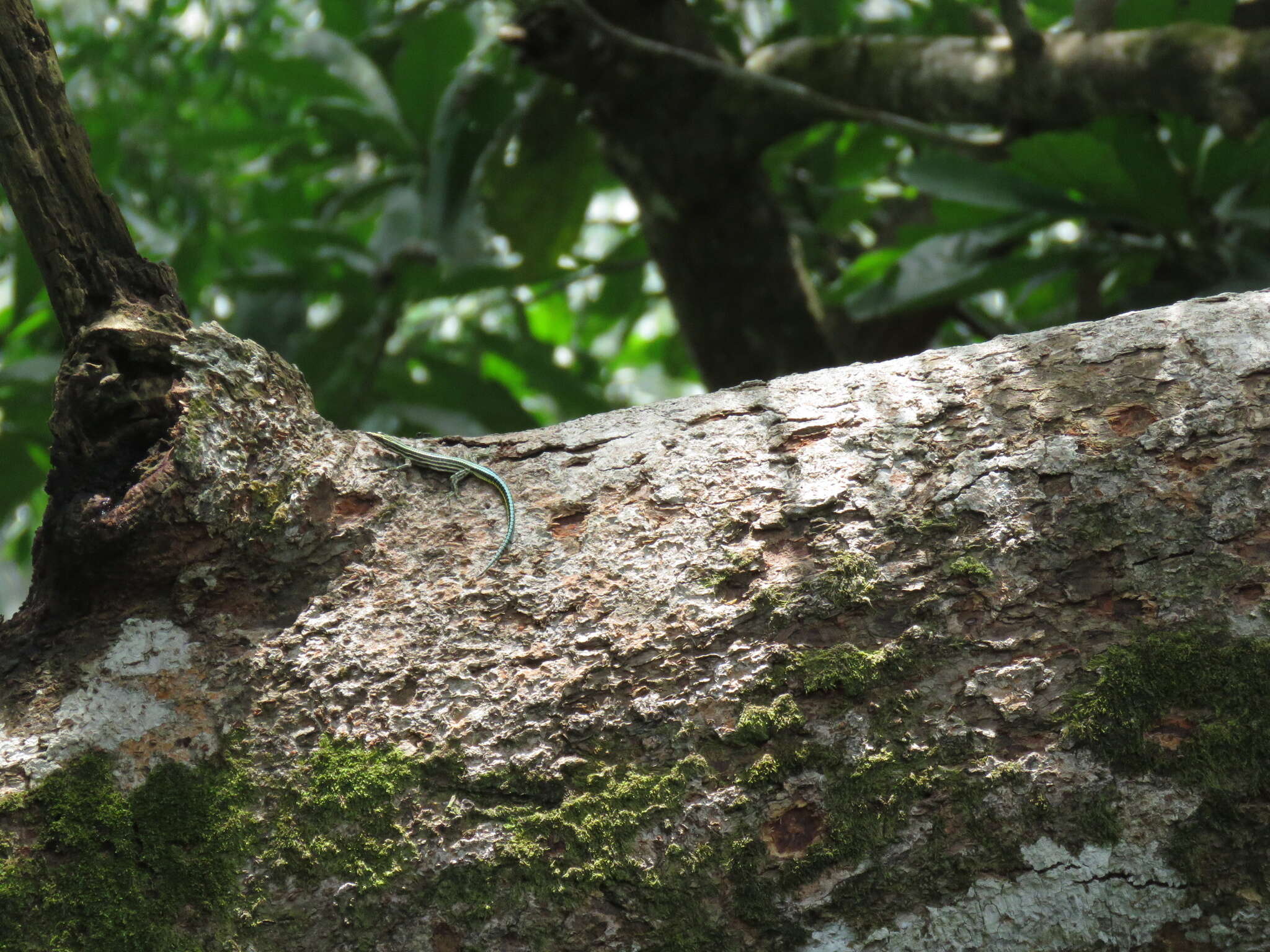 Image of Sawtail Lizard