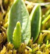 Image of Least Adder's-tongue