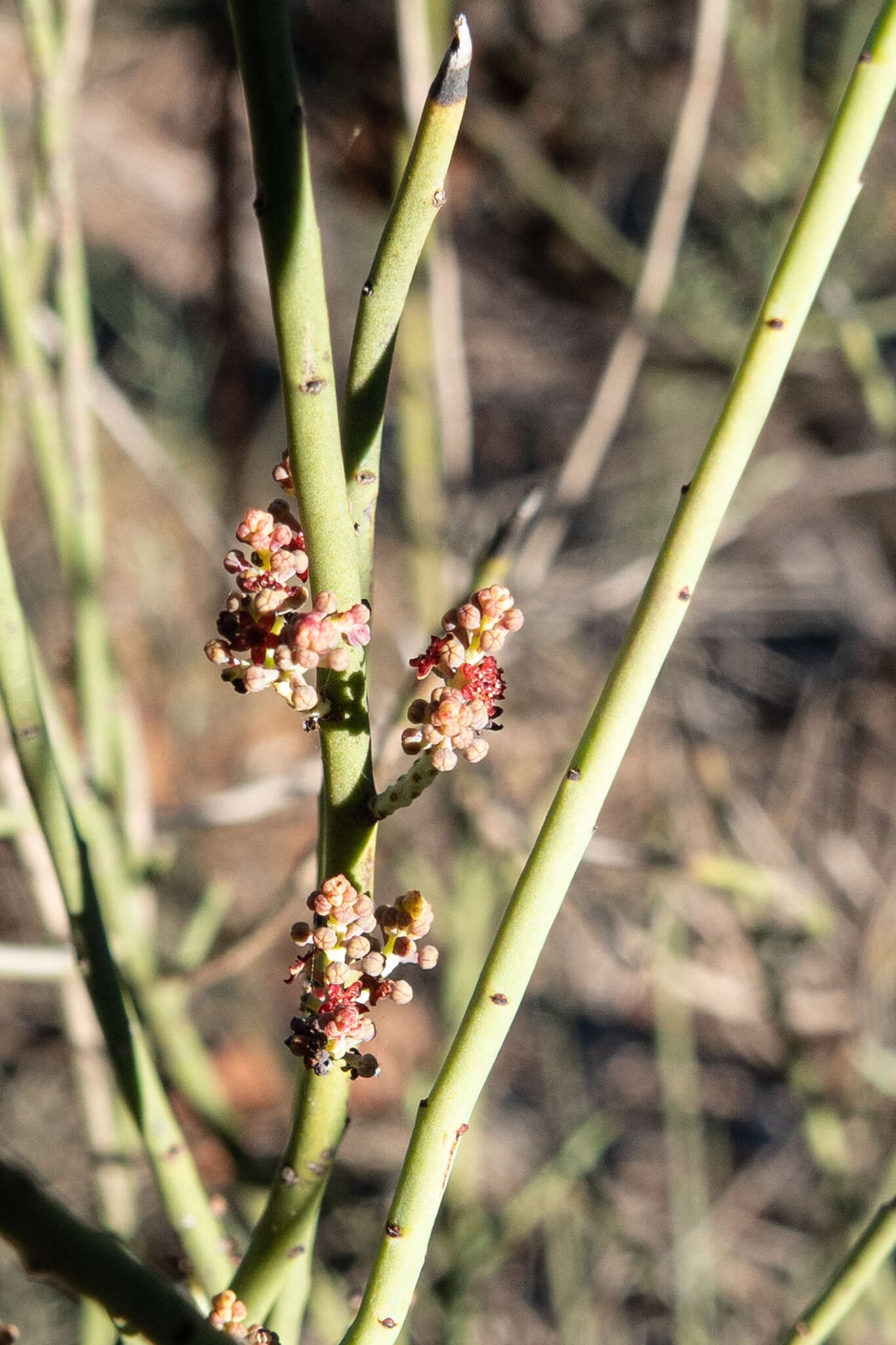 Image of Leptomeria aphylla R. Br.