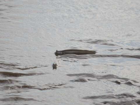 Image of four-eyed fishes