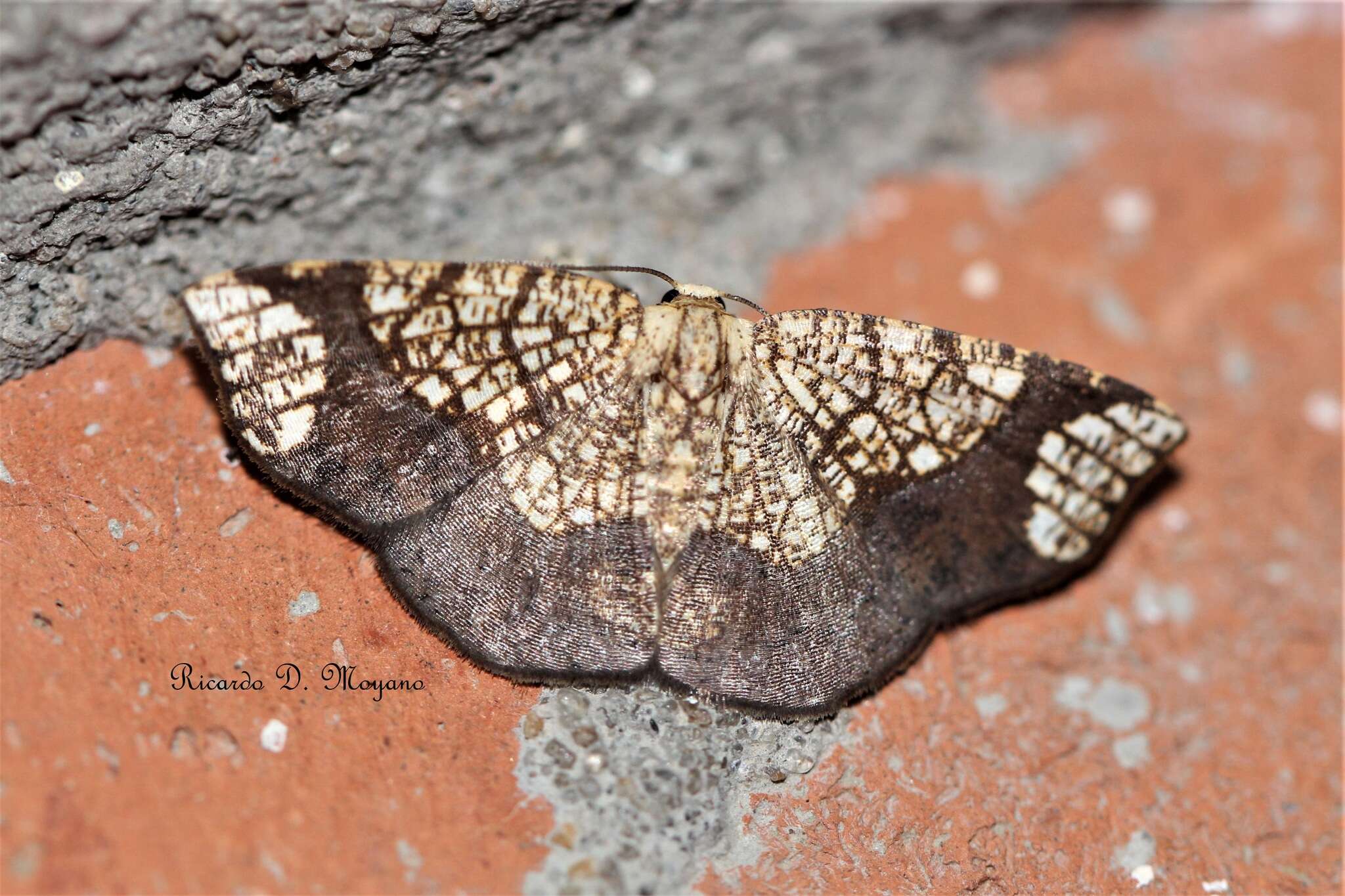 Sivun Nematocampa reticulata Butler 1881 kuva