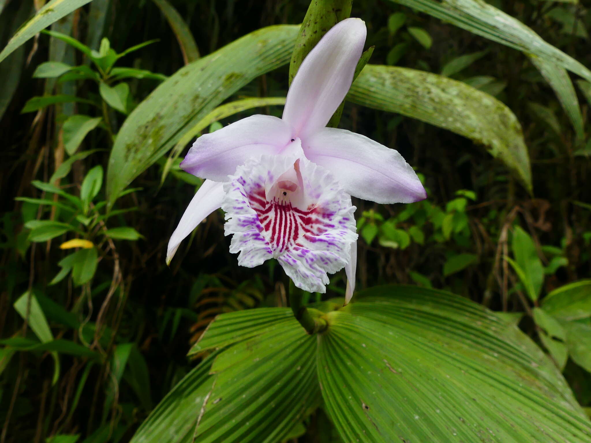 Image of Sobralia pulcherrima Garay