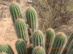 Image of <i>Trichocereus spachianus</i>