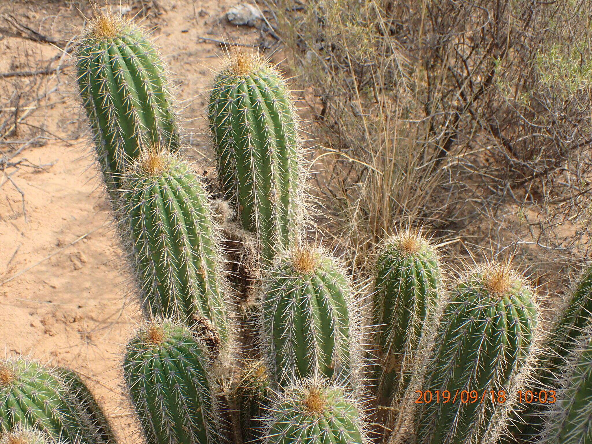 Plancia ëd <i>Trichocereus spachianus</i>