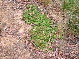 Sivun Persicaria prostrata (R. Br.) Sojak kuva