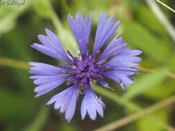 Image of Centaurea cyanoides Berggren & Wahlenb.