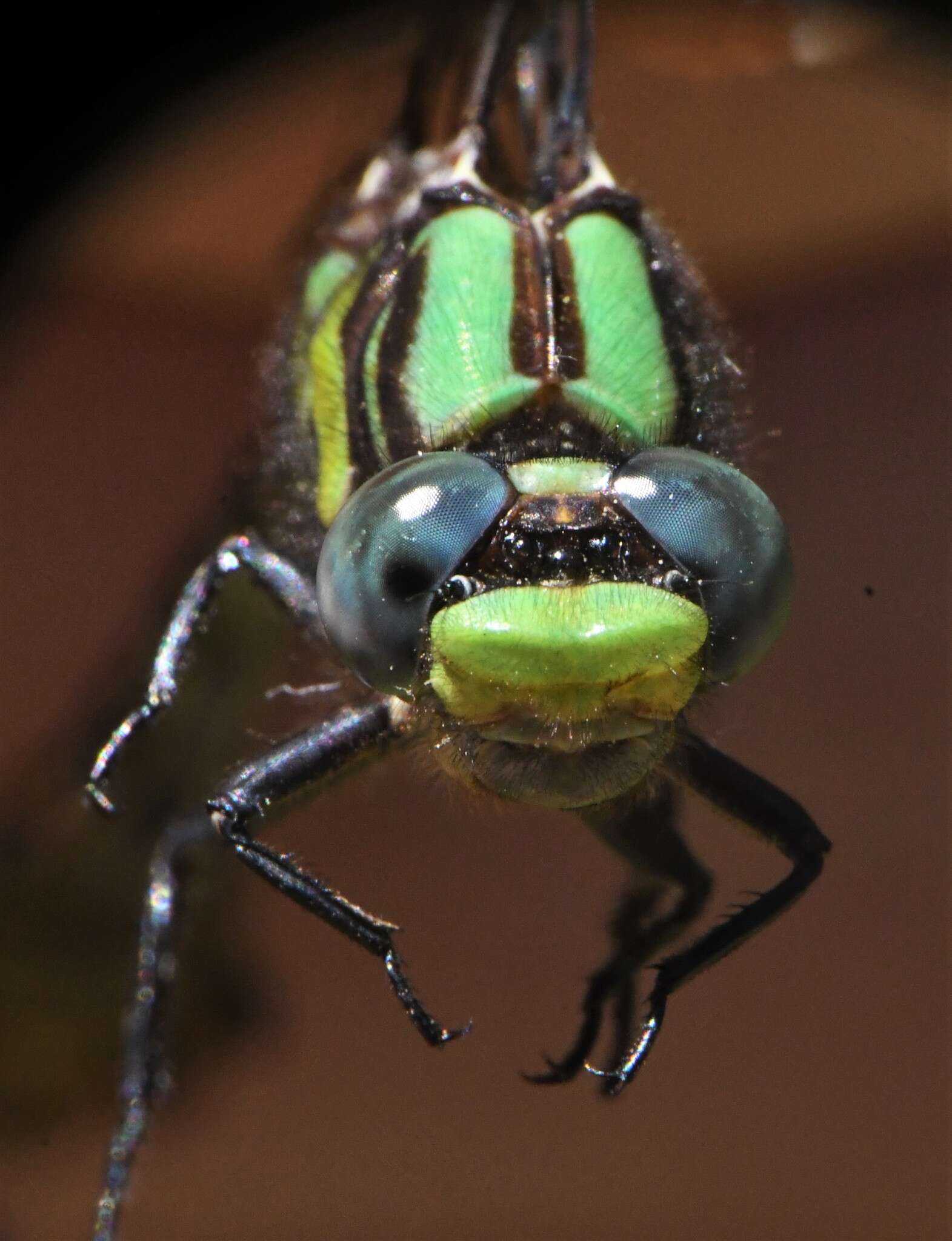 صورة Ophiogomphus susbehcha Vogt & Smith 1993