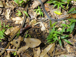 Image of Dendrelaphis caudolineatus (Gray 1834)