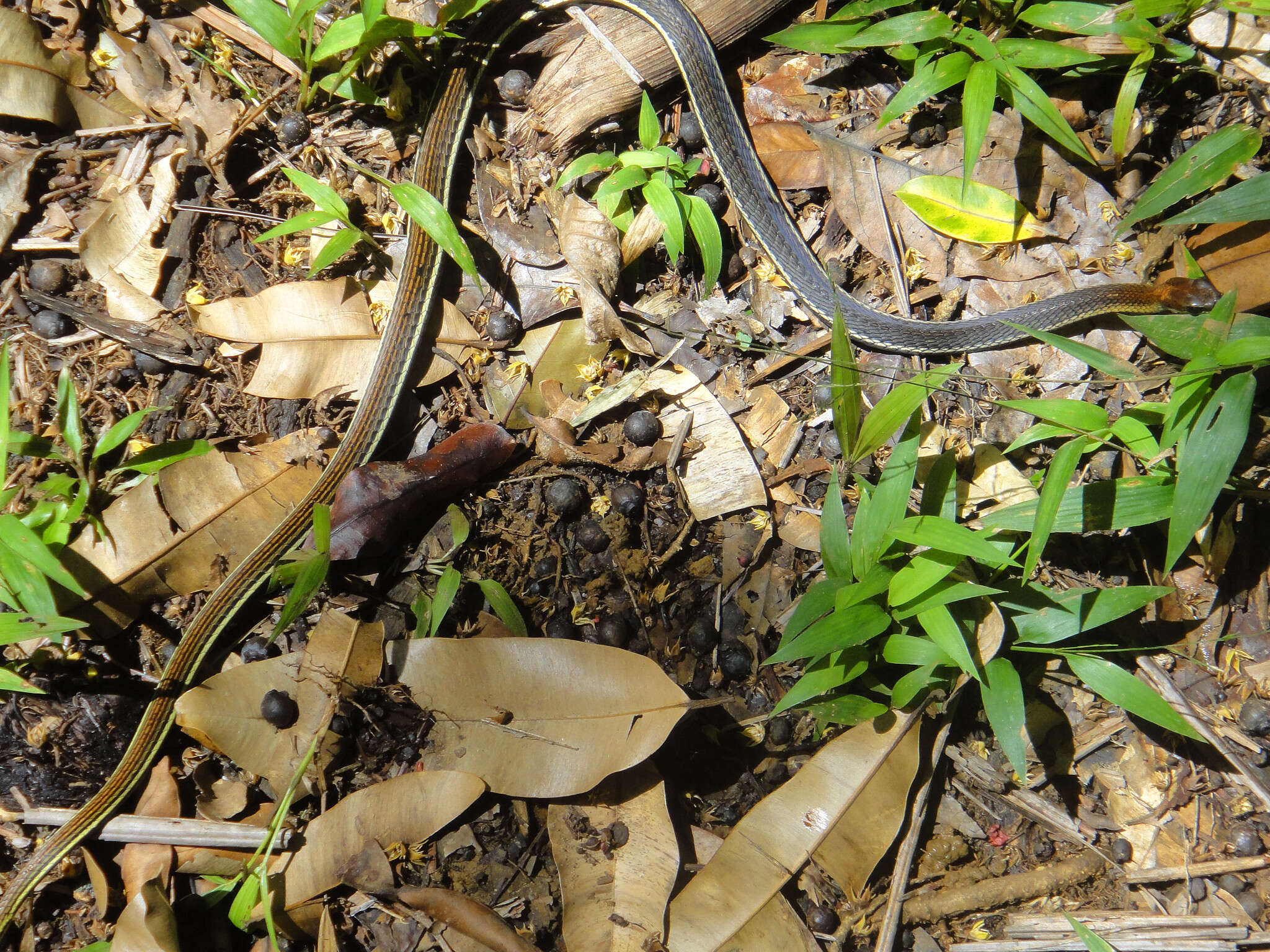 Image of Dendrelaphis caudolineatus (Gray 1834)