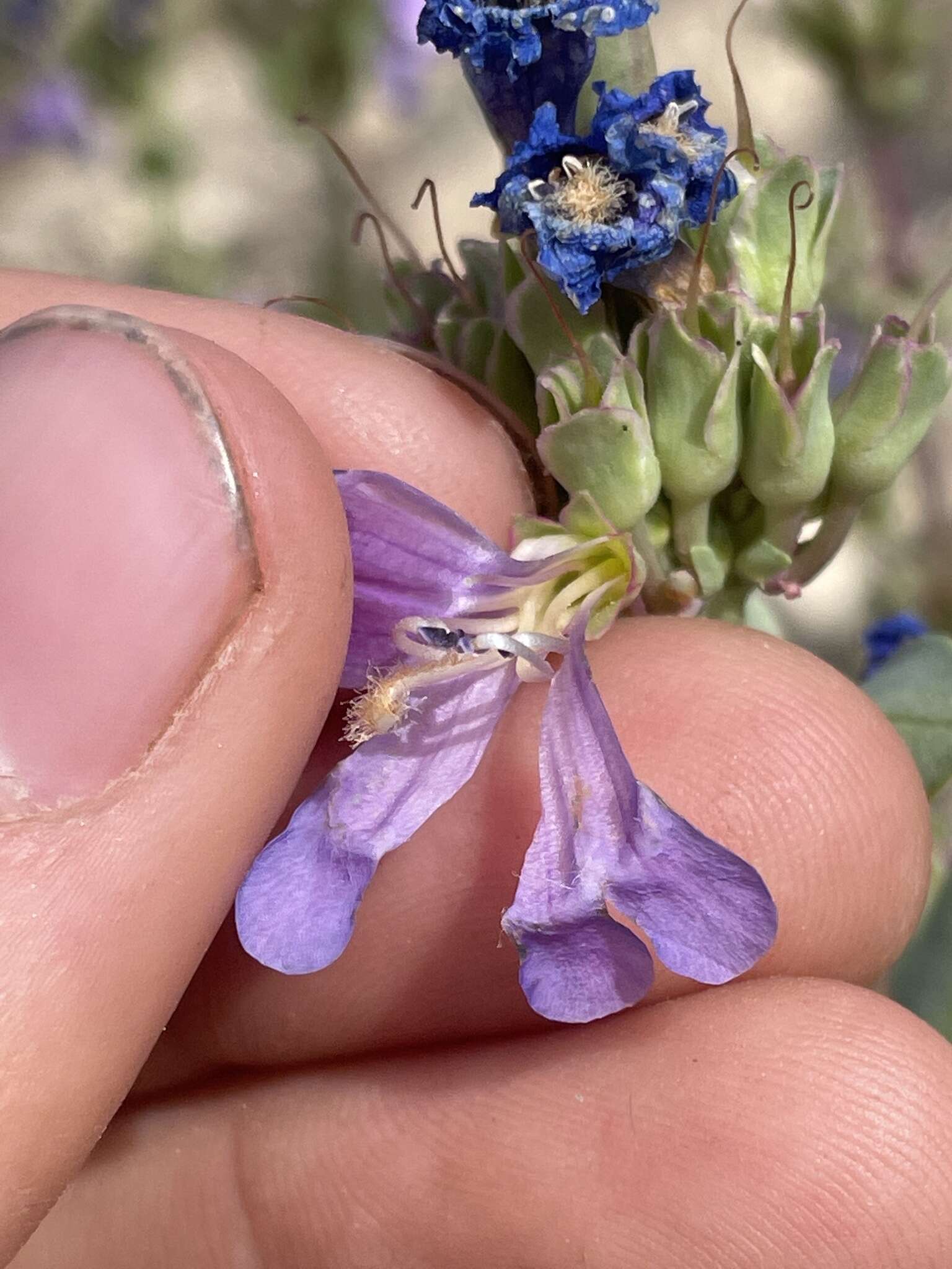 Sivun Penstemon pachyphyllus var. congestus (M. E. Jones) N. H. Holmgren kuva