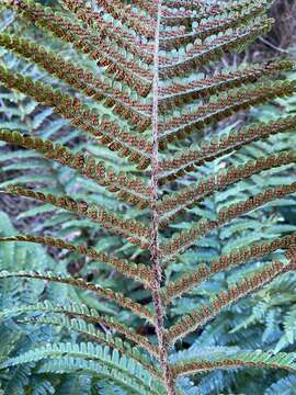 Image of Dryopteris affinis subsp. affinis