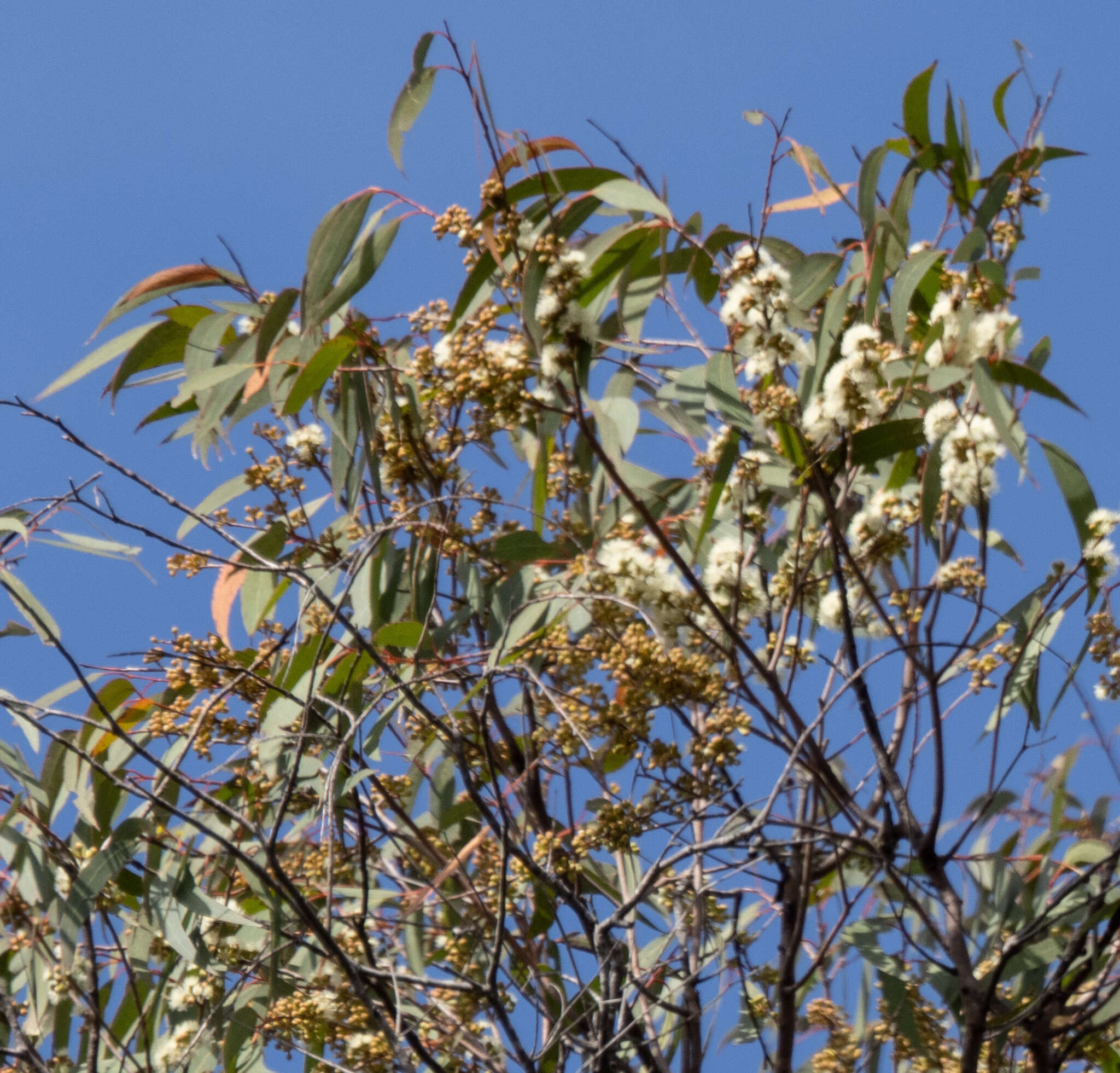 Image of Eucalyptus consideniana Maiden