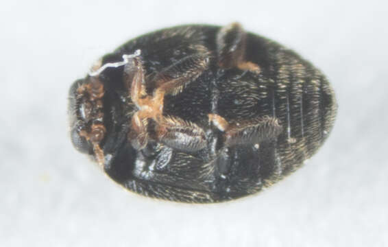 صورة Stethorus punctum (Le Conte 1852)