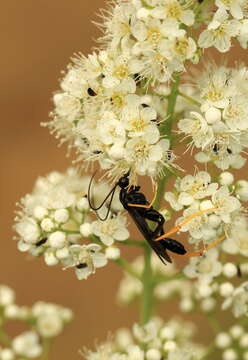 Image of Exetastes suaveolens Walsh 1873