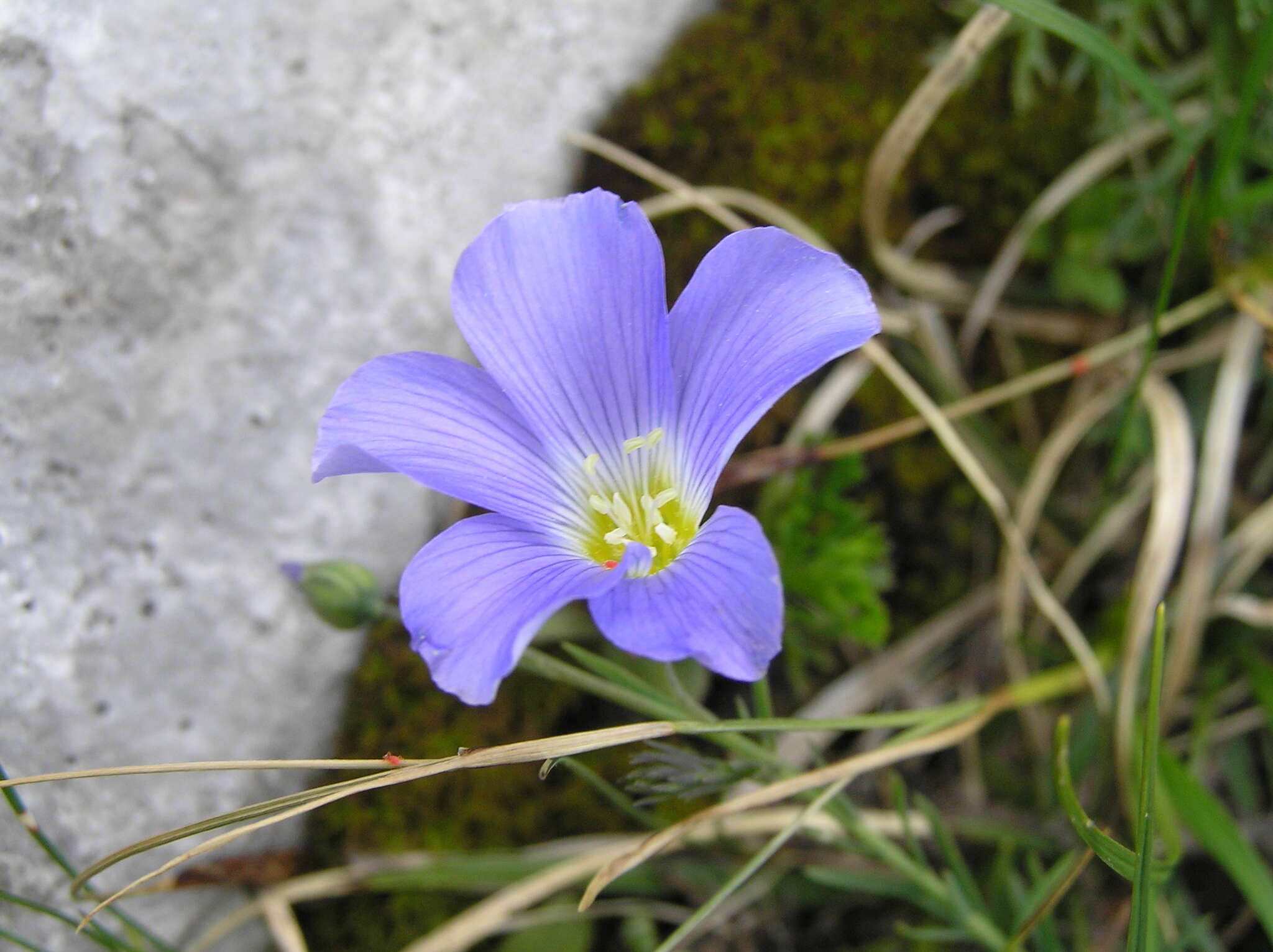 Imagem de Linum alpinum Jacq.