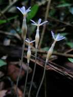 Image of Puerto Rico Ghostplant