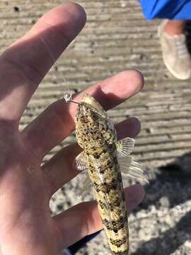 Image of Red lizard fish