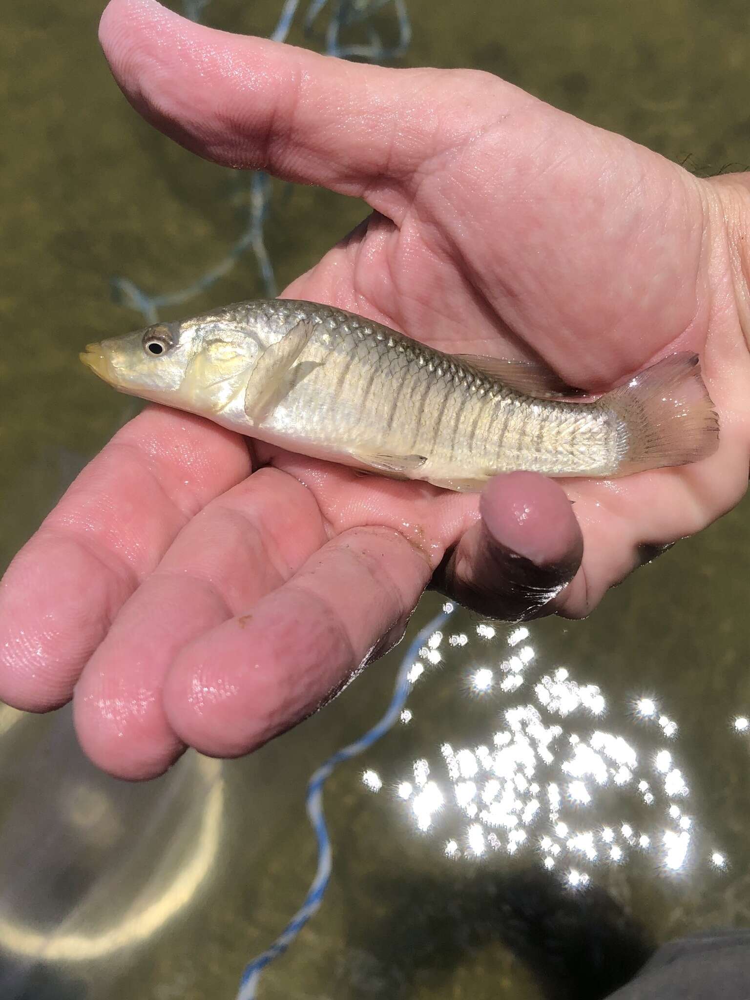 Image de Fundulus similis (Baird & Girard 1853)