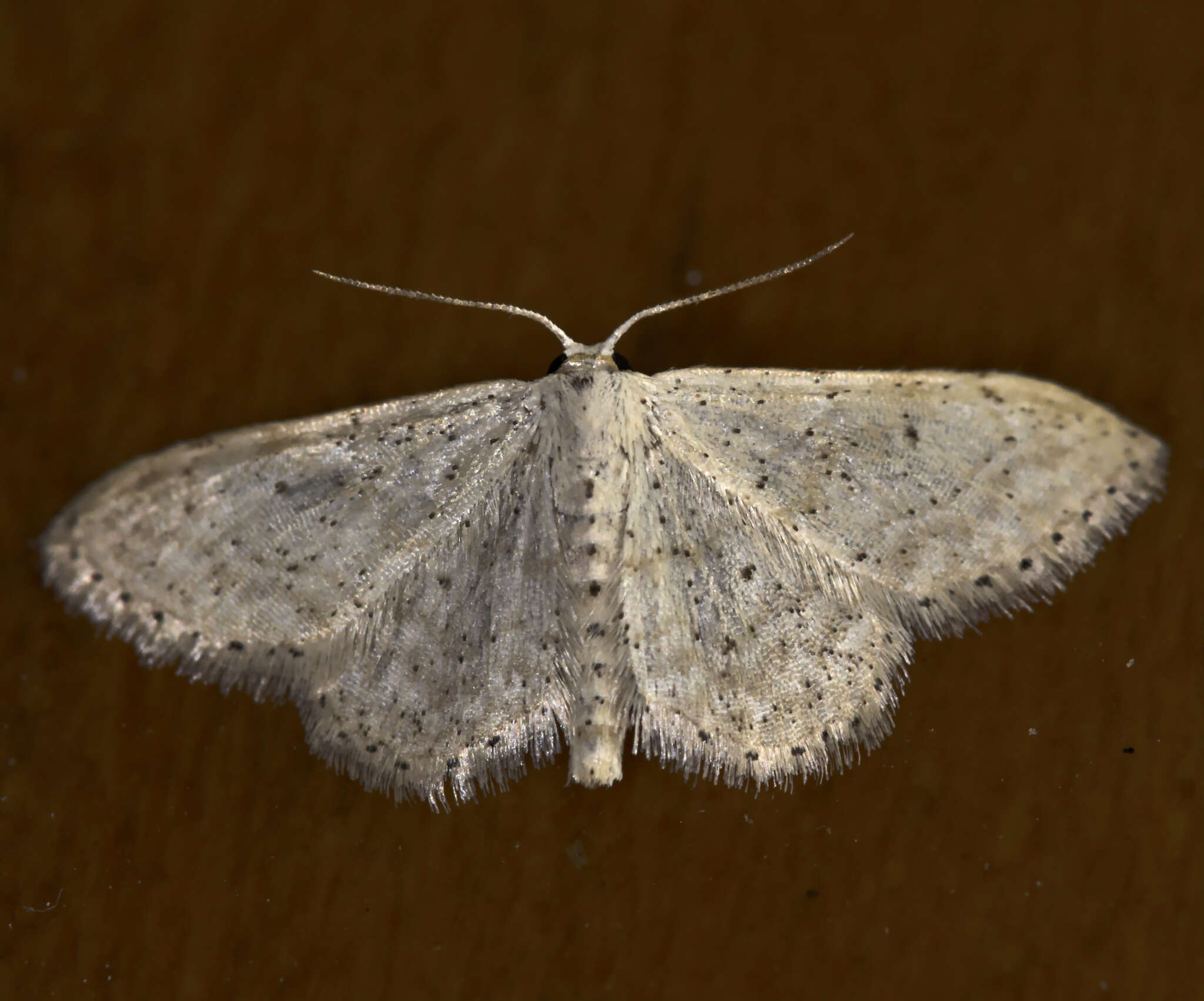 صورة Idaea palaestinensis Sterneck 1933