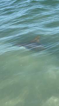 Image of Cownose rays and Flapnose rays