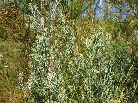 Image of Mountain cedar