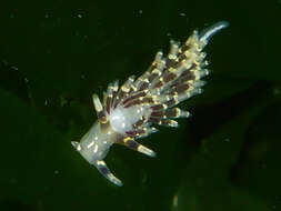 صورة Abronica abronia (MacFarland 1966)